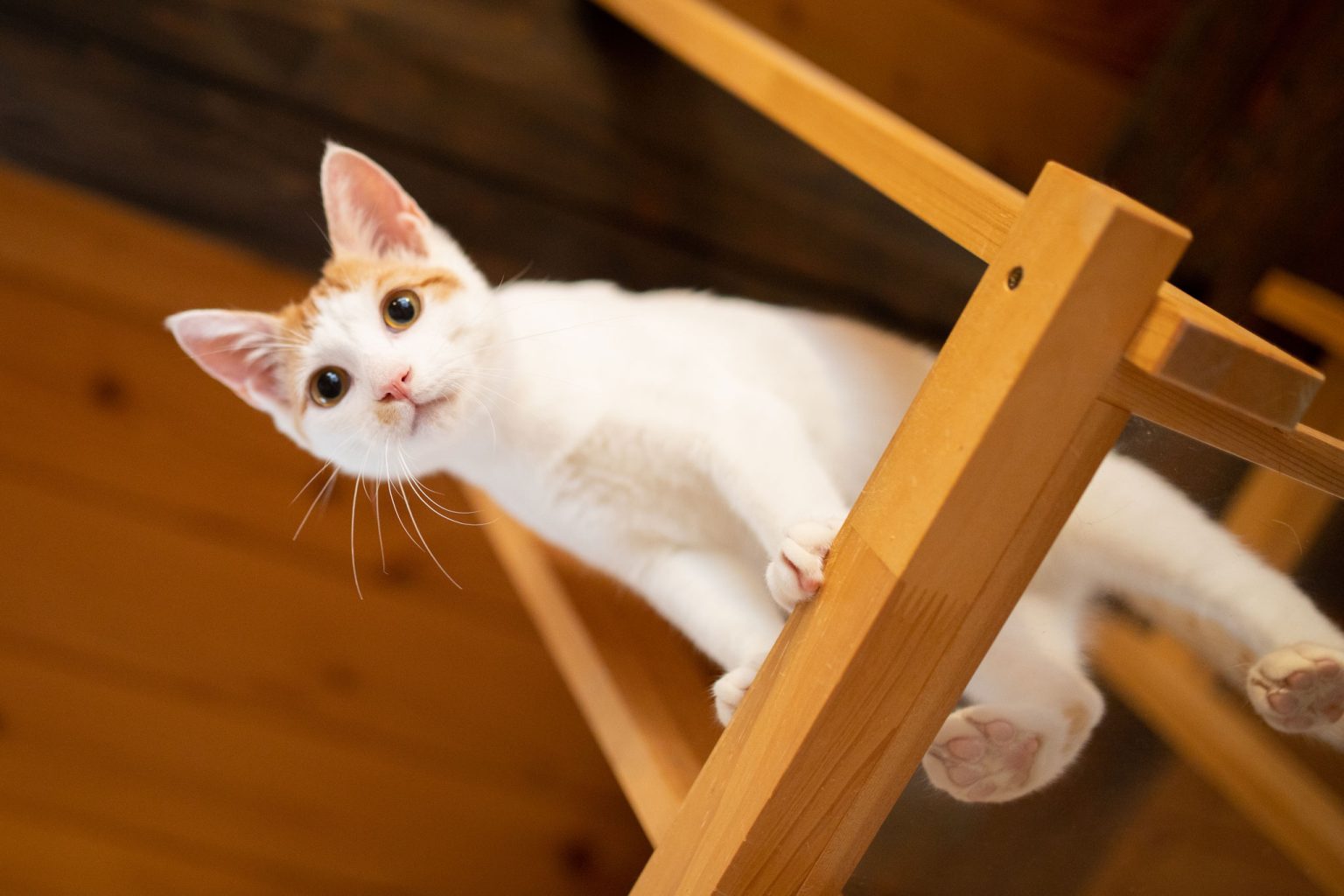 kittycatcafe-whitecat-tunnel